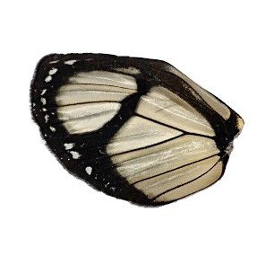M CONFUSA HIND WING